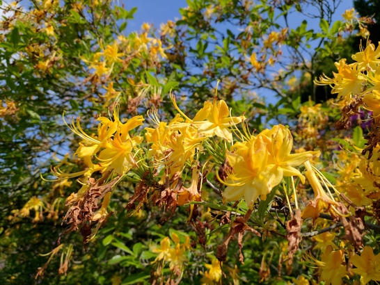 ASUS ZenFone 6 (2019)