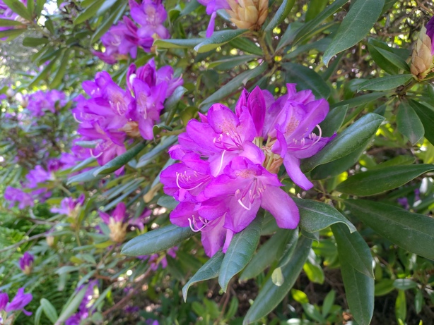 ASUS ZenFone 6 (2019)