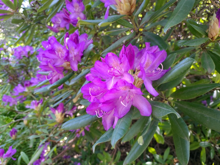 ASUS ZenFone 6 (2019)