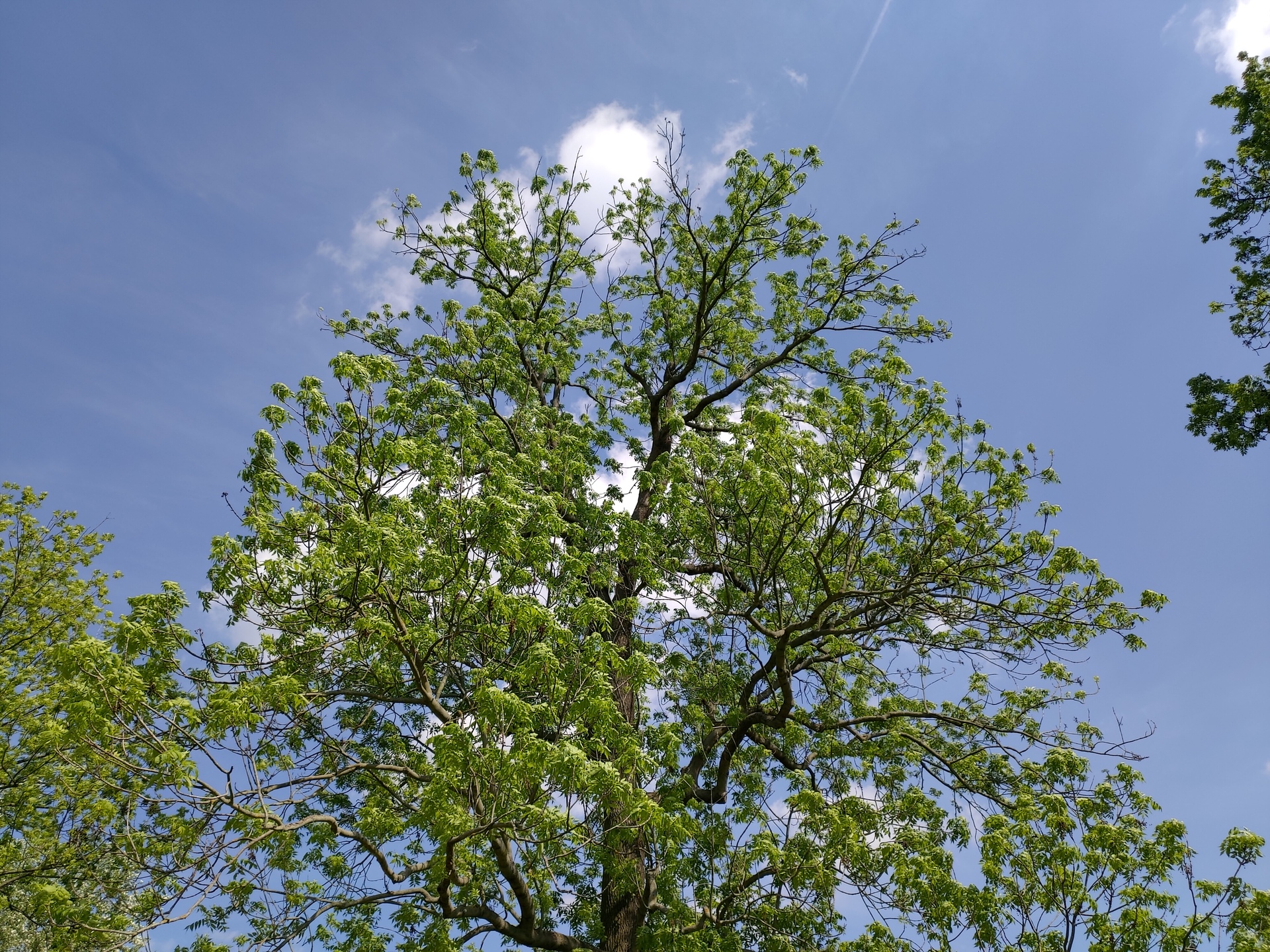 ASUS ZenFone 6 (2019)