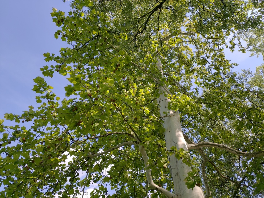 ASUS ZenFone 6 (2019)