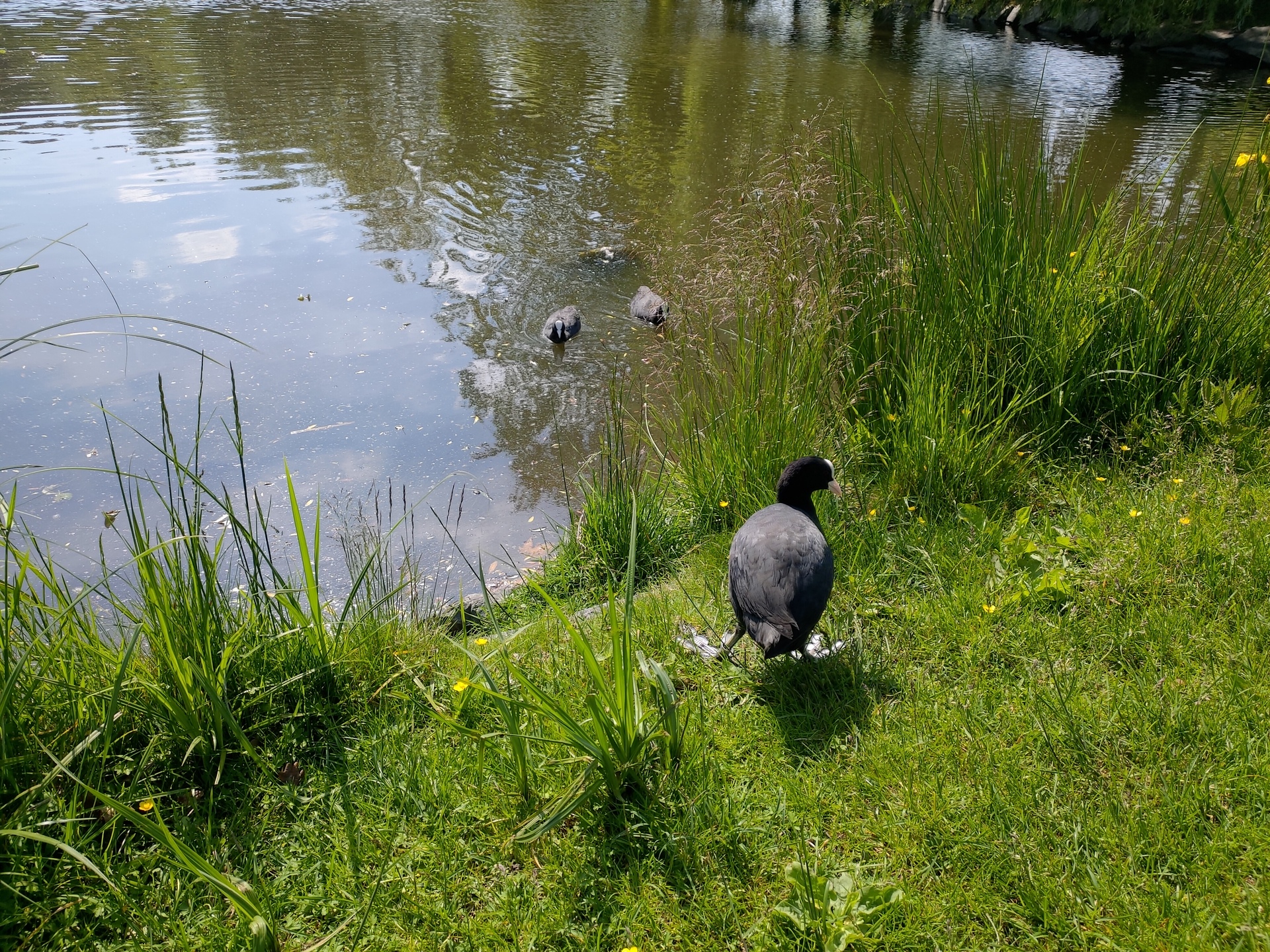 ASUS ZenFone 6 (2019)