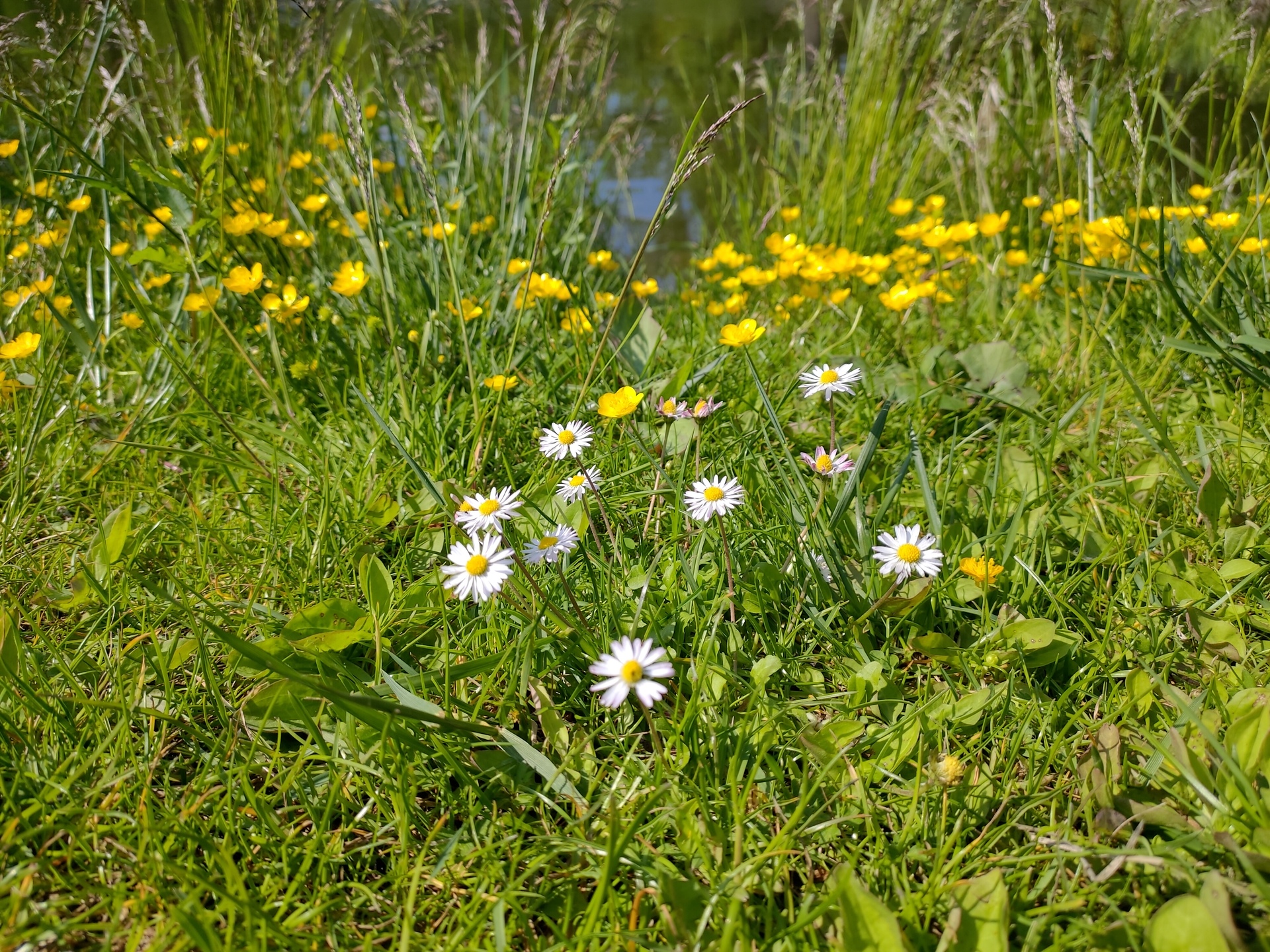 ASUS ZenFone 6 (2019)