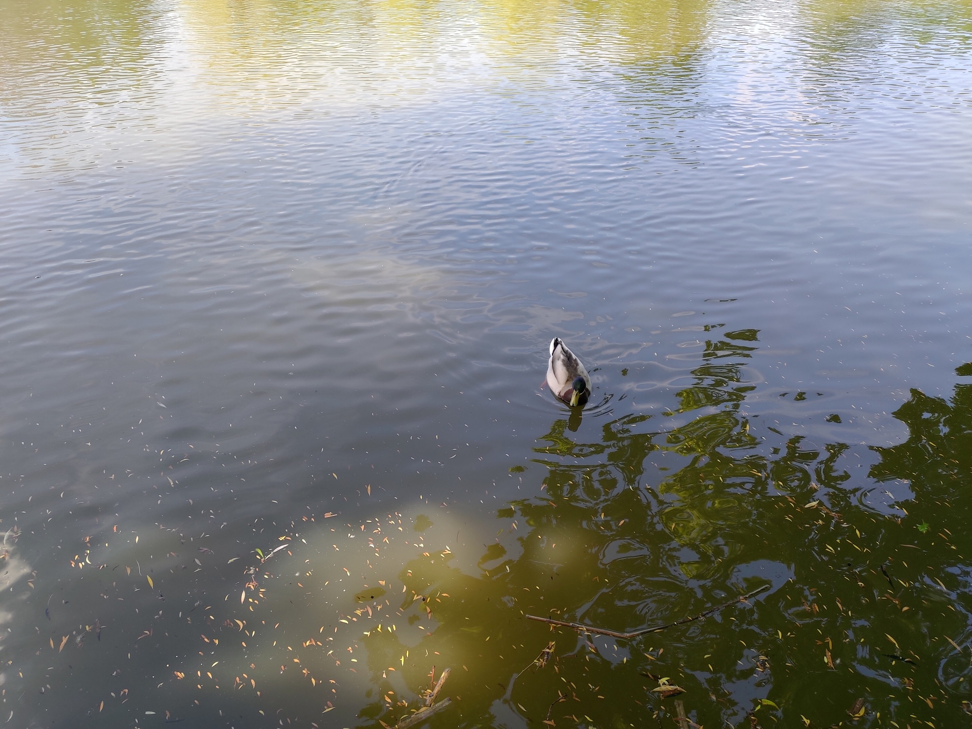 ASUS ZenFone 6 (2019)