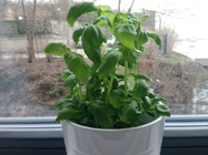 ASUS ZenFone Go (2016)