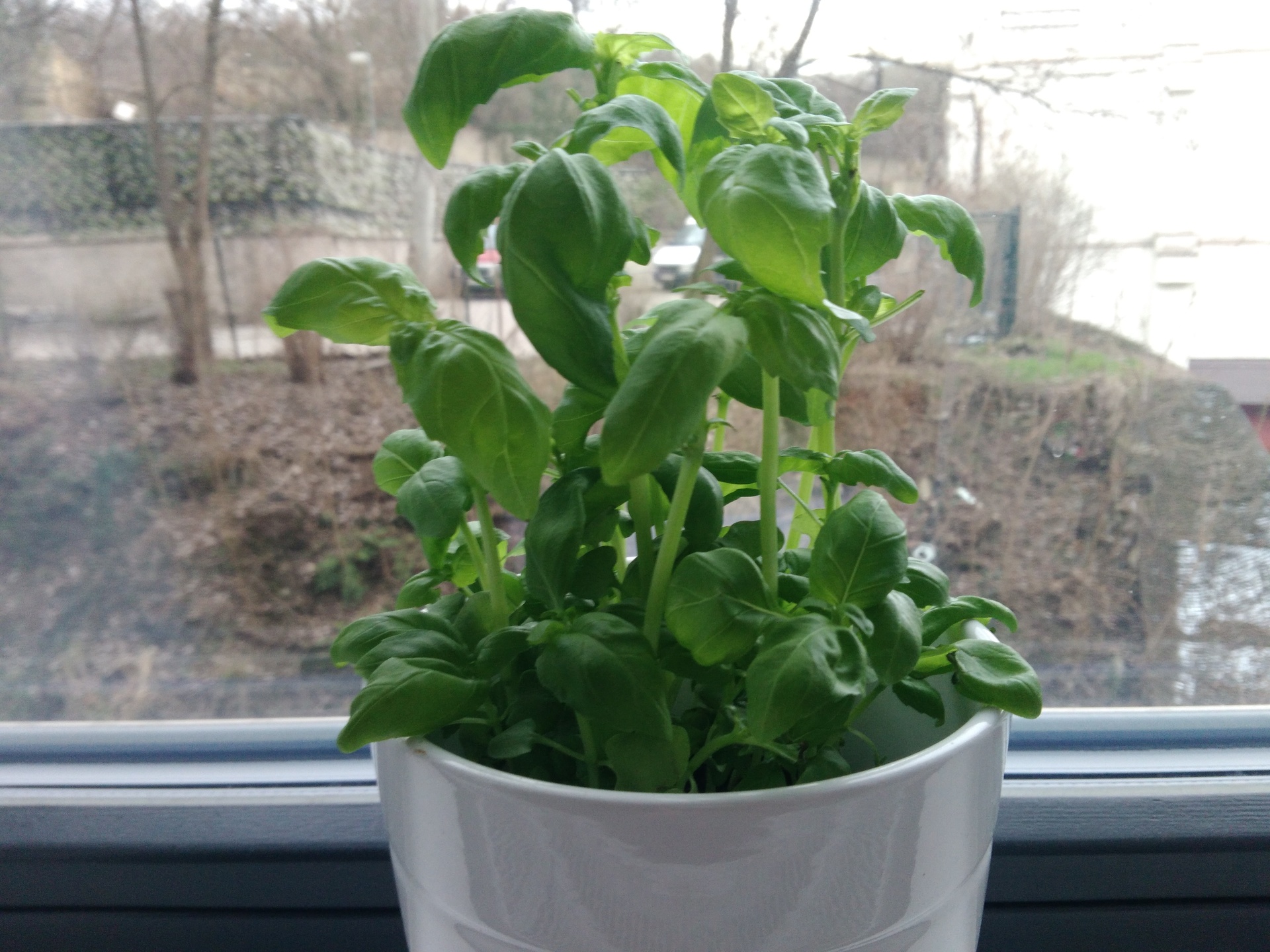 ASUS ZenFone Go (2016)