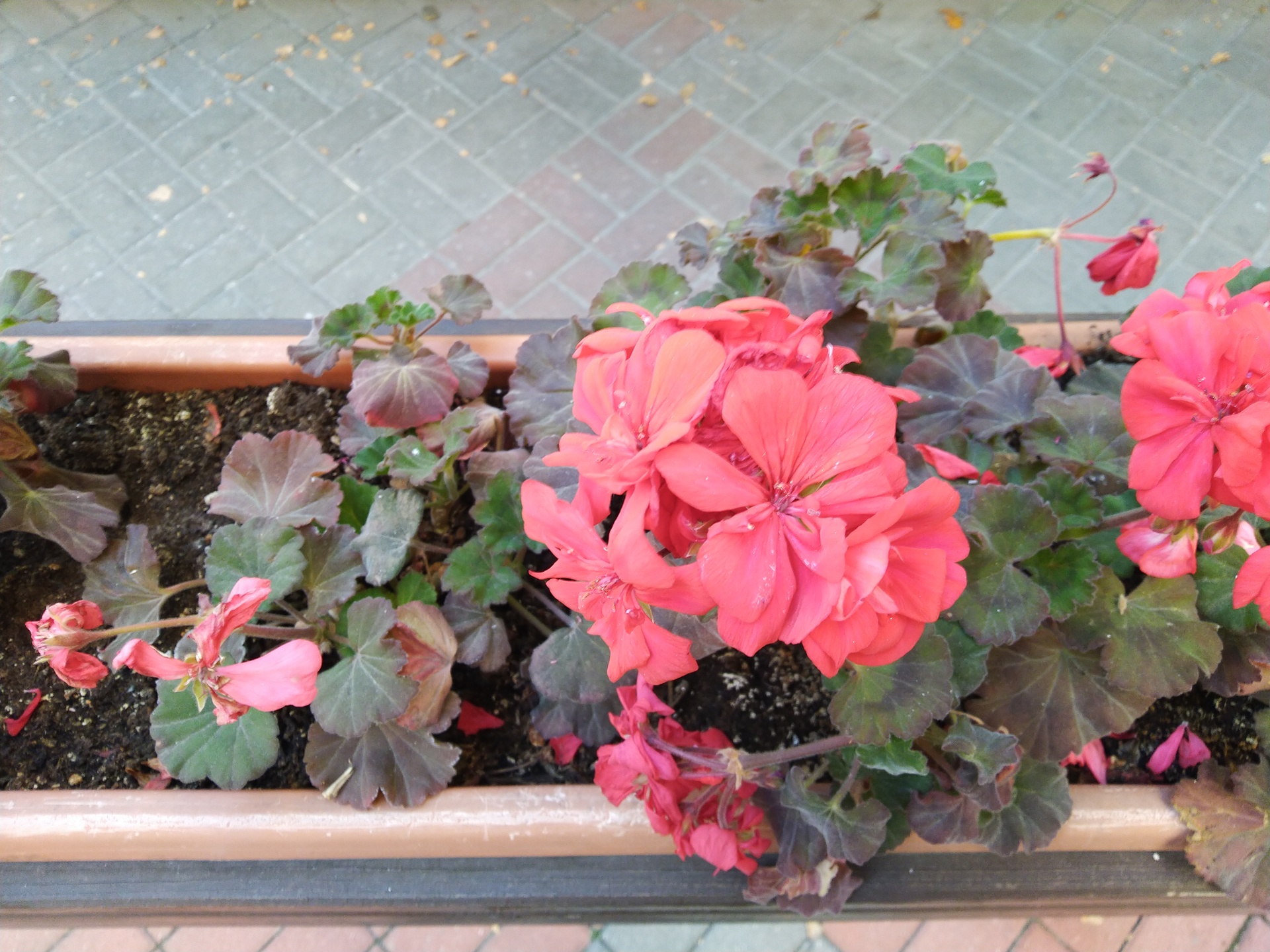 ASUS ZenFone Max Pro M1