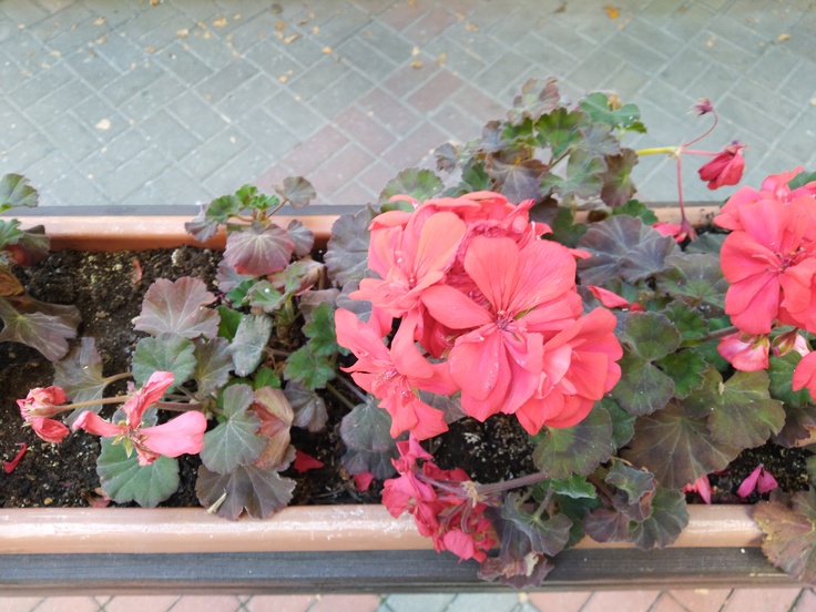 ASUS ZenFone Max Pro M1