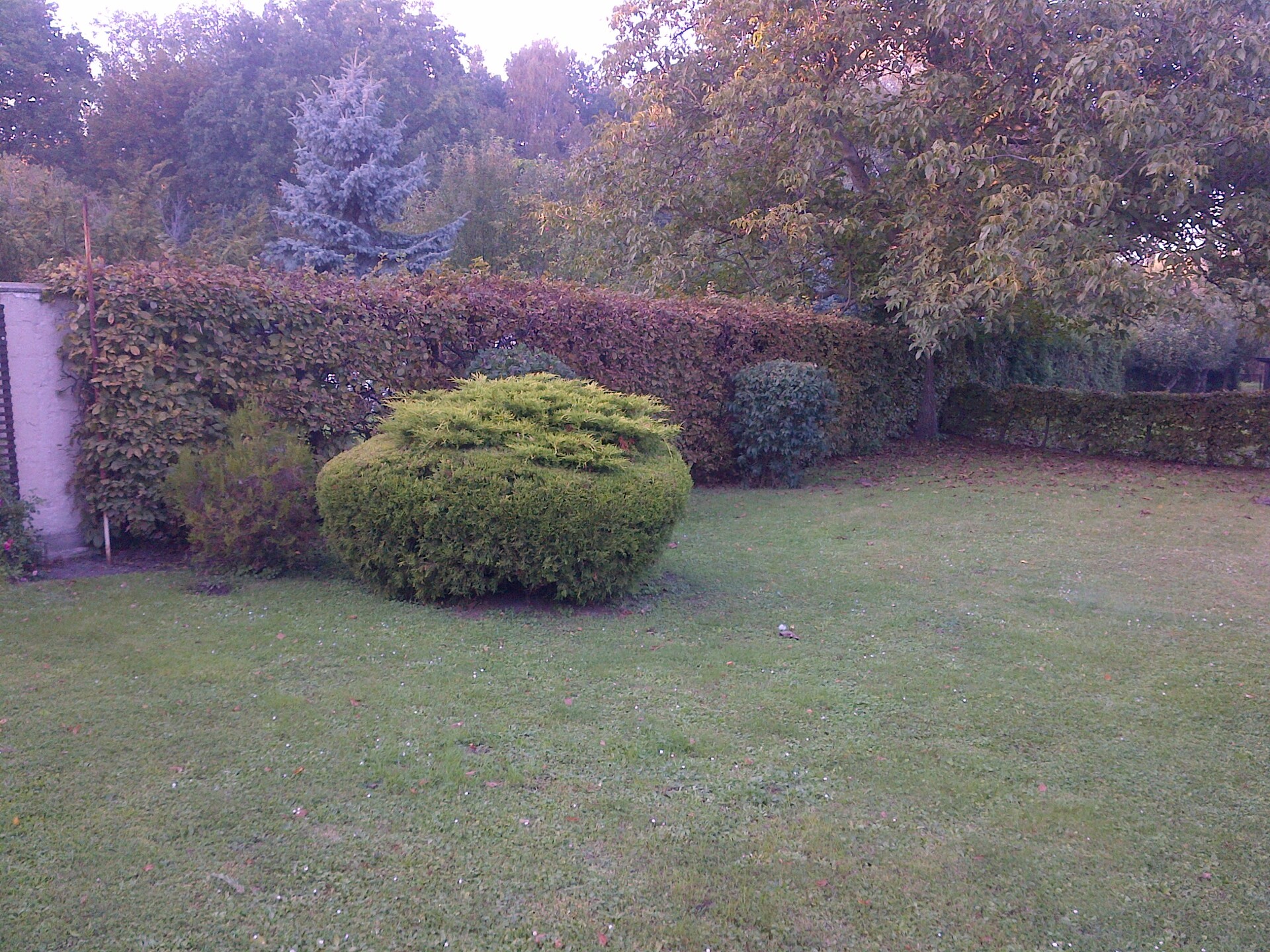 BlackBerry Bold Touch 9900