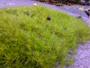 BlackBerry Bold Touch 9900