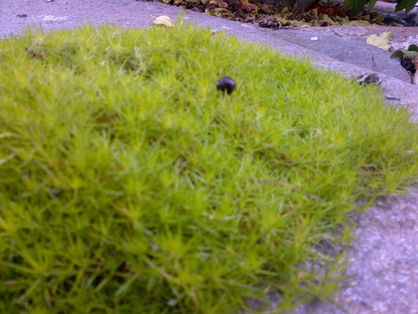 BlackBerry Bold Touch 9900