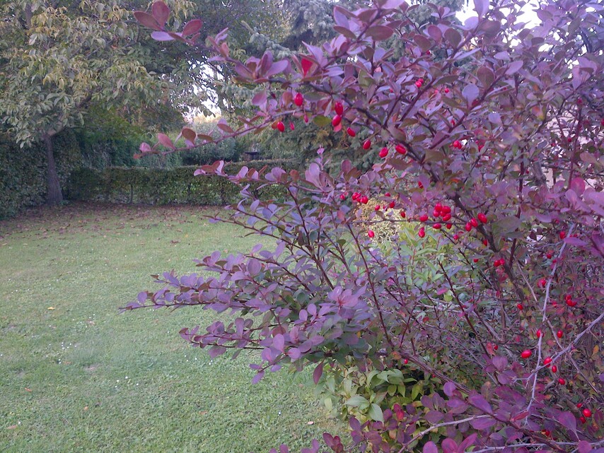 BlackBerry Bold Touch 9900