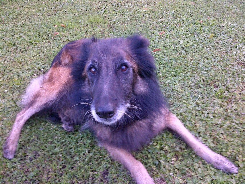 BlackBerry Bold Touch 9900