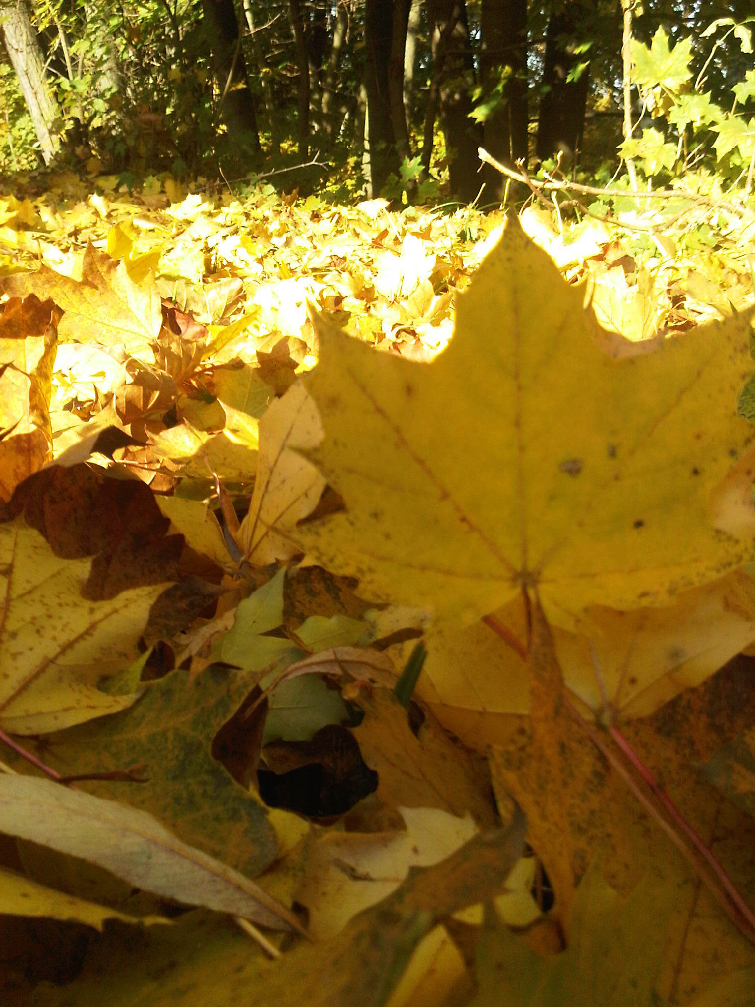 BlackBerry Pearl 3G - foto