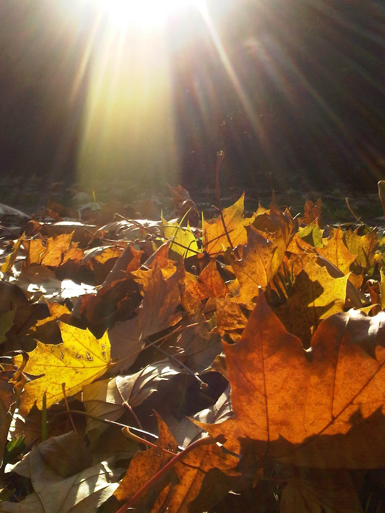 BlackBerry Pearl 3G - foto