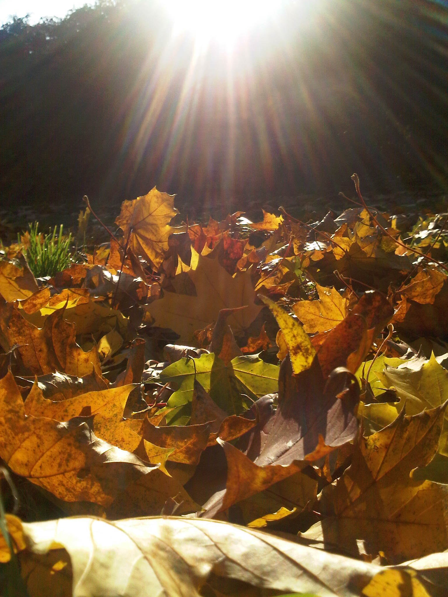 BlackBerry Pearl 3G - foto