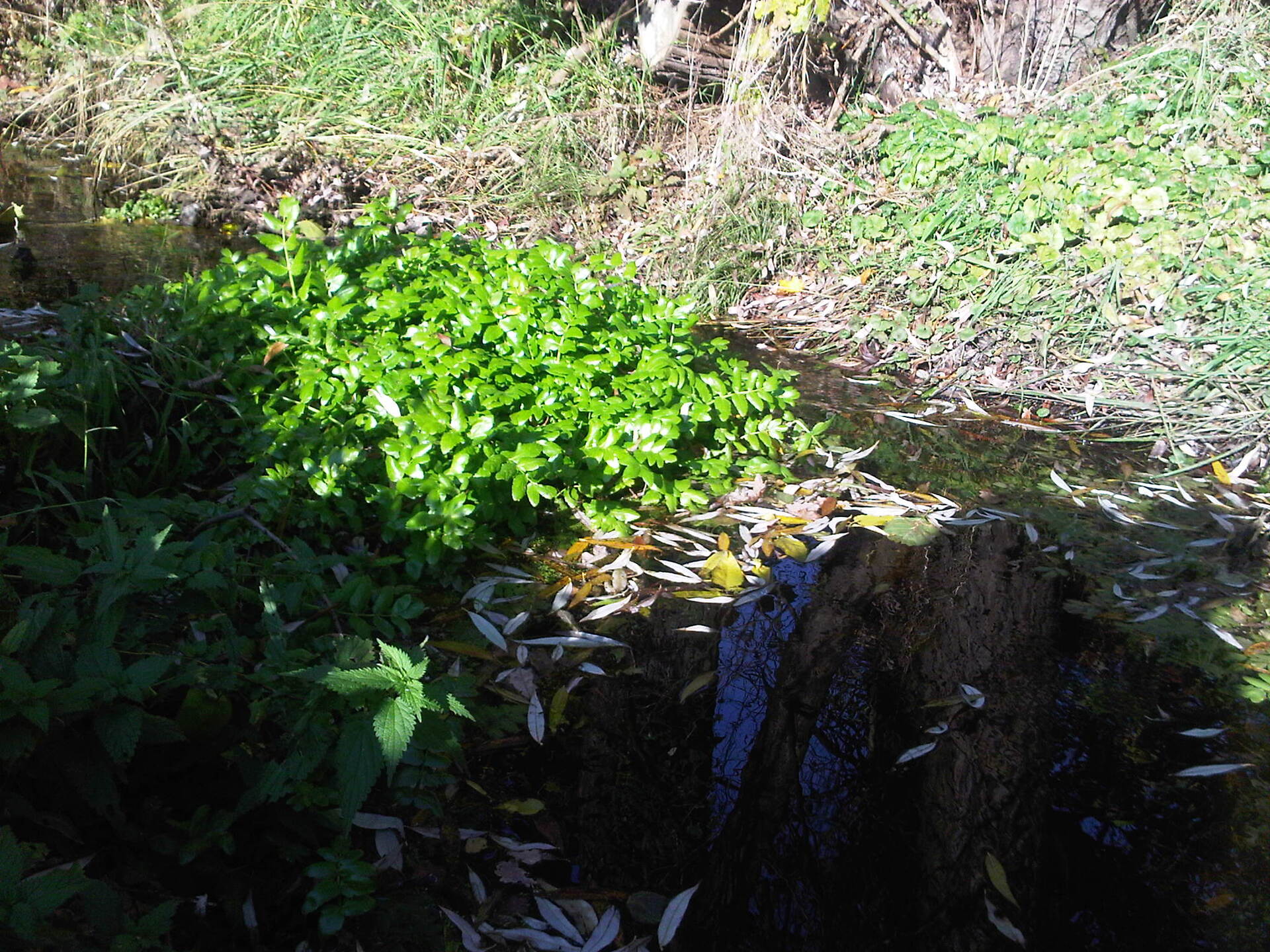 BlackBerry Pearl 3G - foto