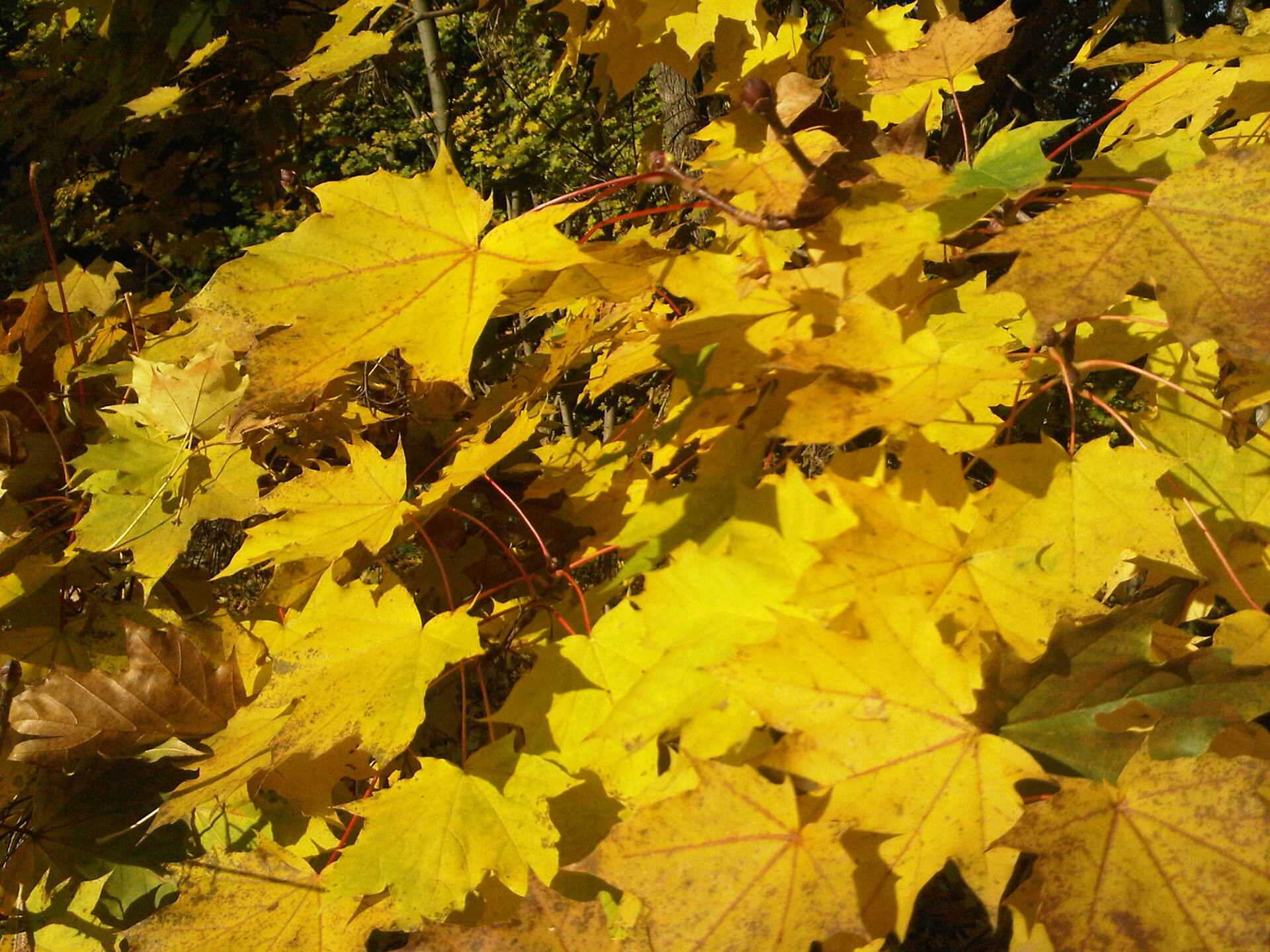 BlackBerry Pearl 3G - foto