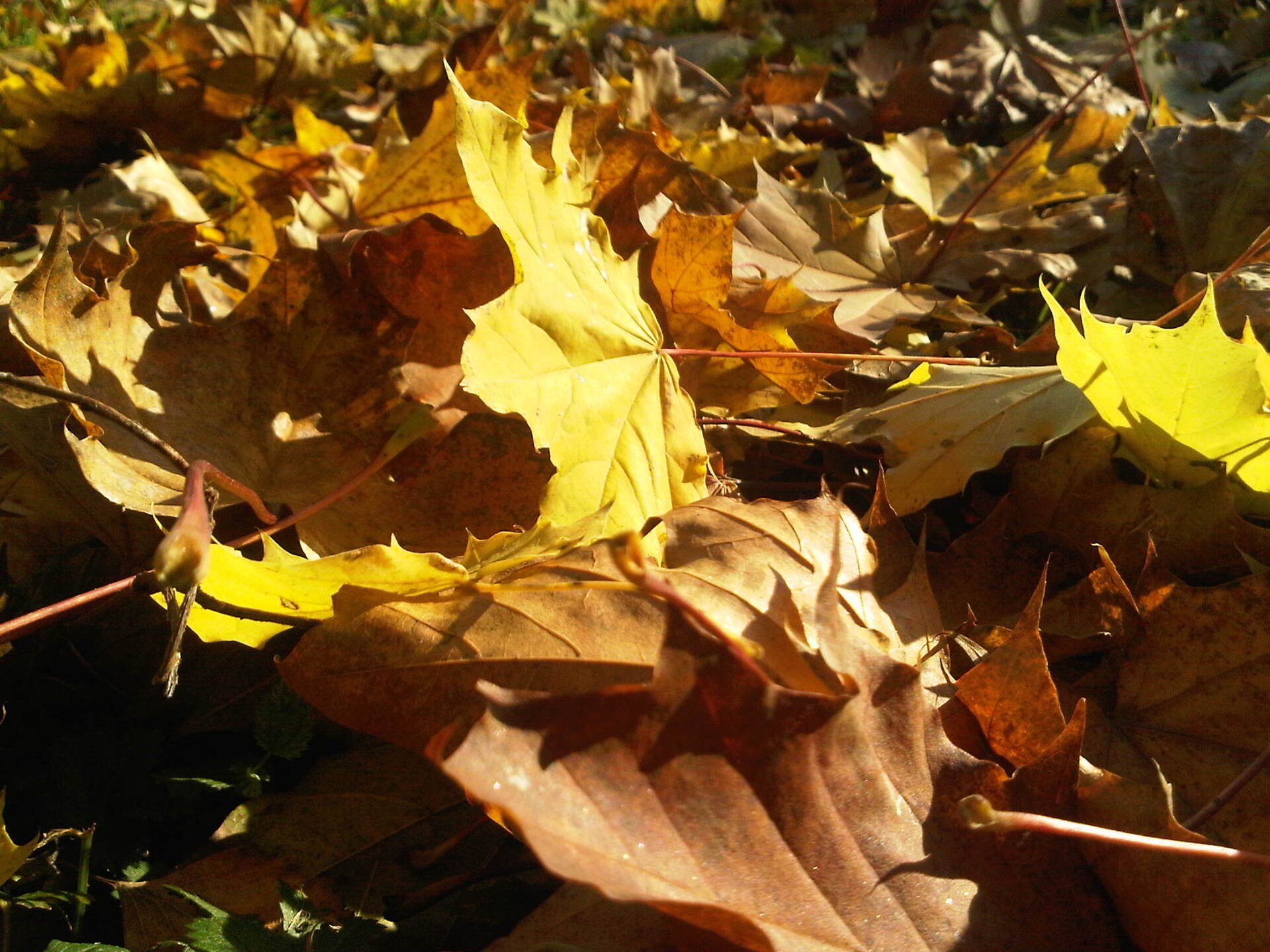 BlackBerry Pearl 3G - foto