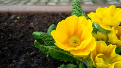 BlackBerry Porsche Design P’9982