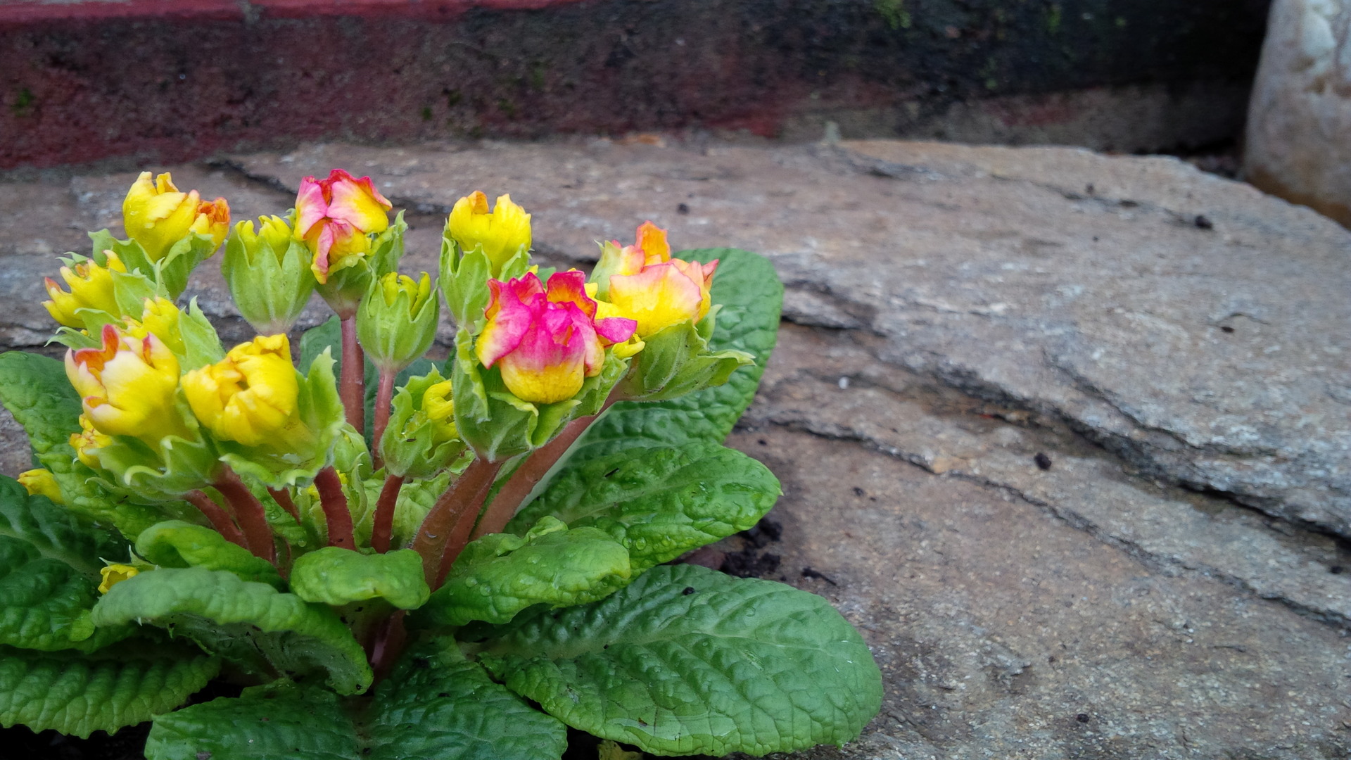 BlackBerry Porsche Design P’9982