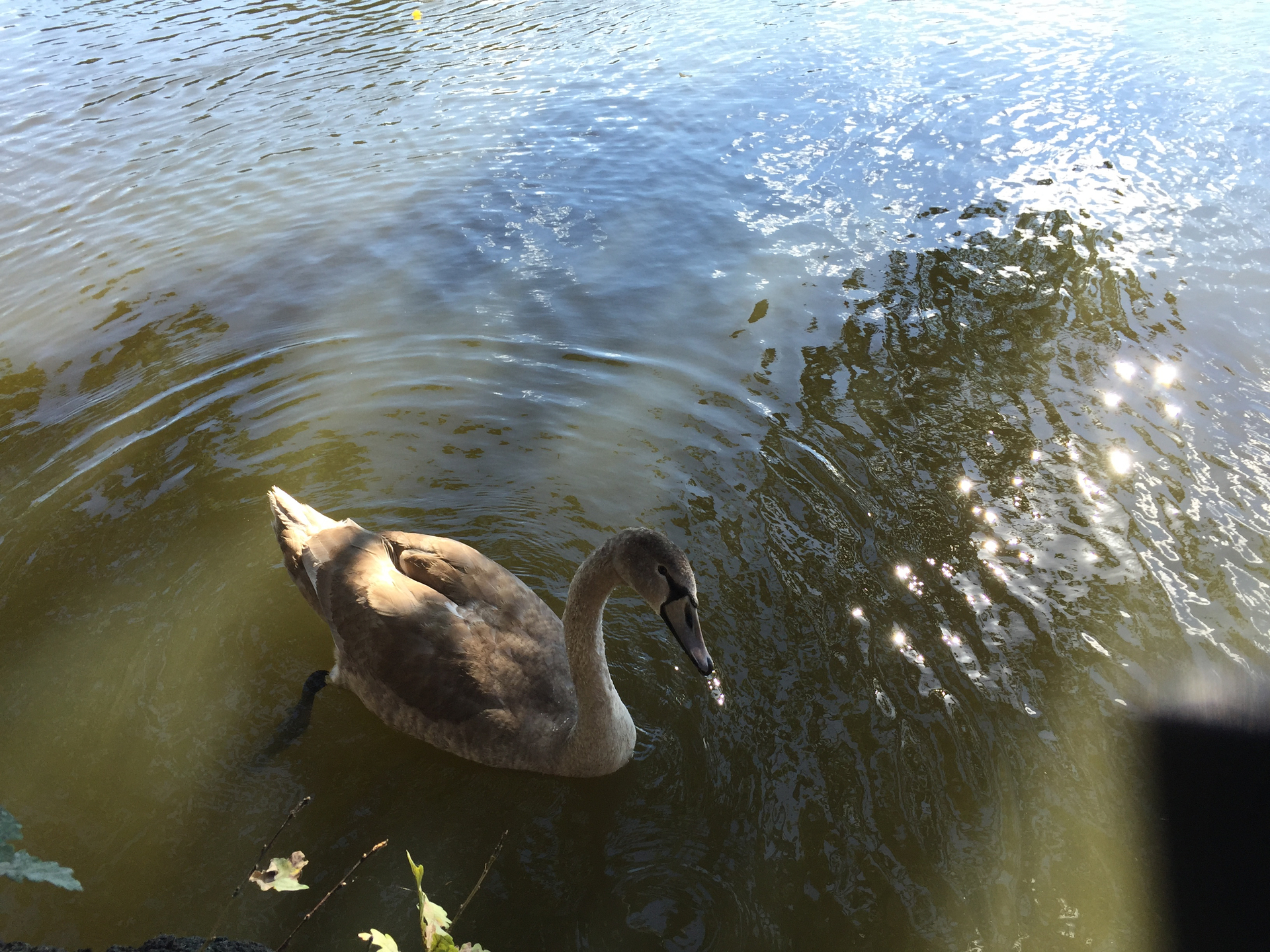 denní fotka iPhone 6