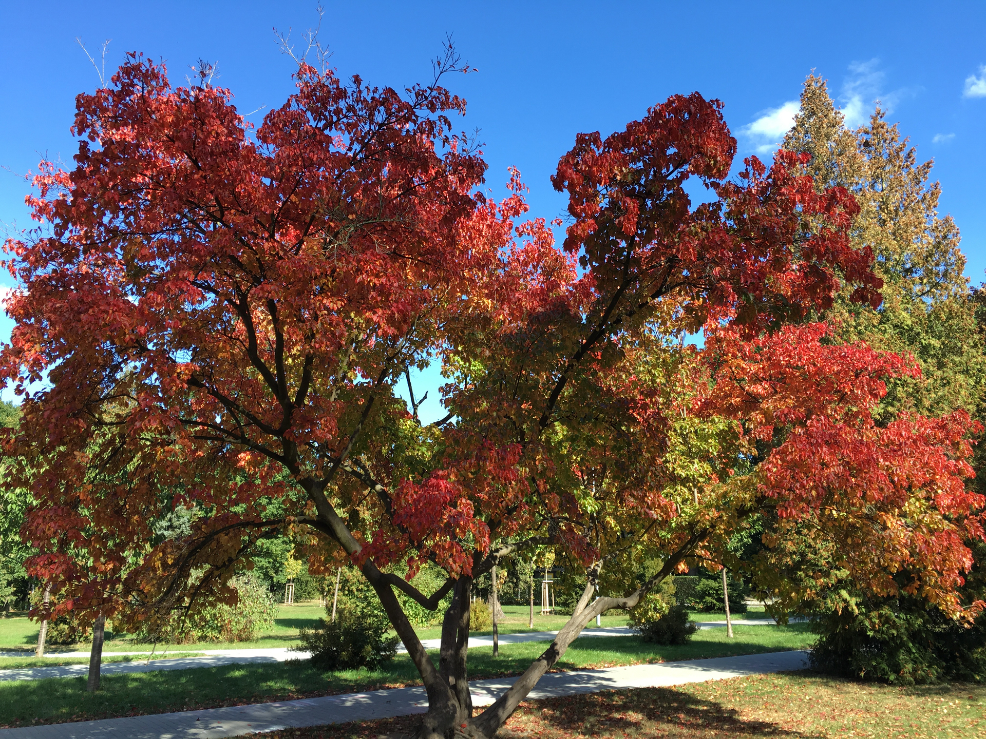 denní fotka iPhone 6s