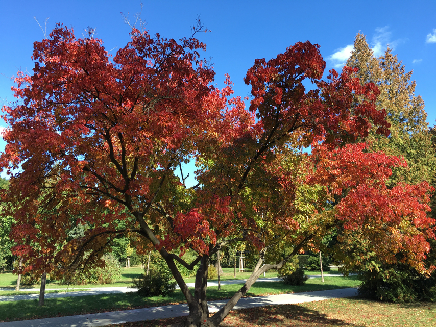 denní fotka iPhone 6s