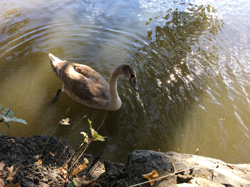 denní fotka iPhone 6s