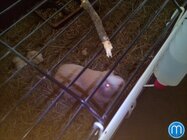 Doogee Turbo-mini F1