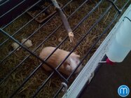 Doogee Turbo-mini F1