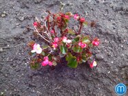 Doogee Turbo-mini F1