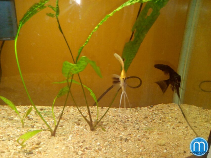 Doogee Turbo-mini F1