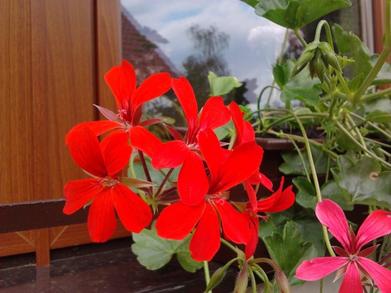 Duel: Gio vs. Optimus One