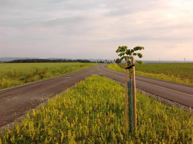 Duel: Gio vs. Optimus One