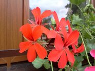 Duel: Gio vs. Optimus One