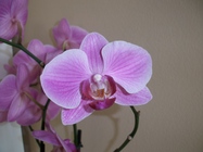 Emgeton Flexaret Mini