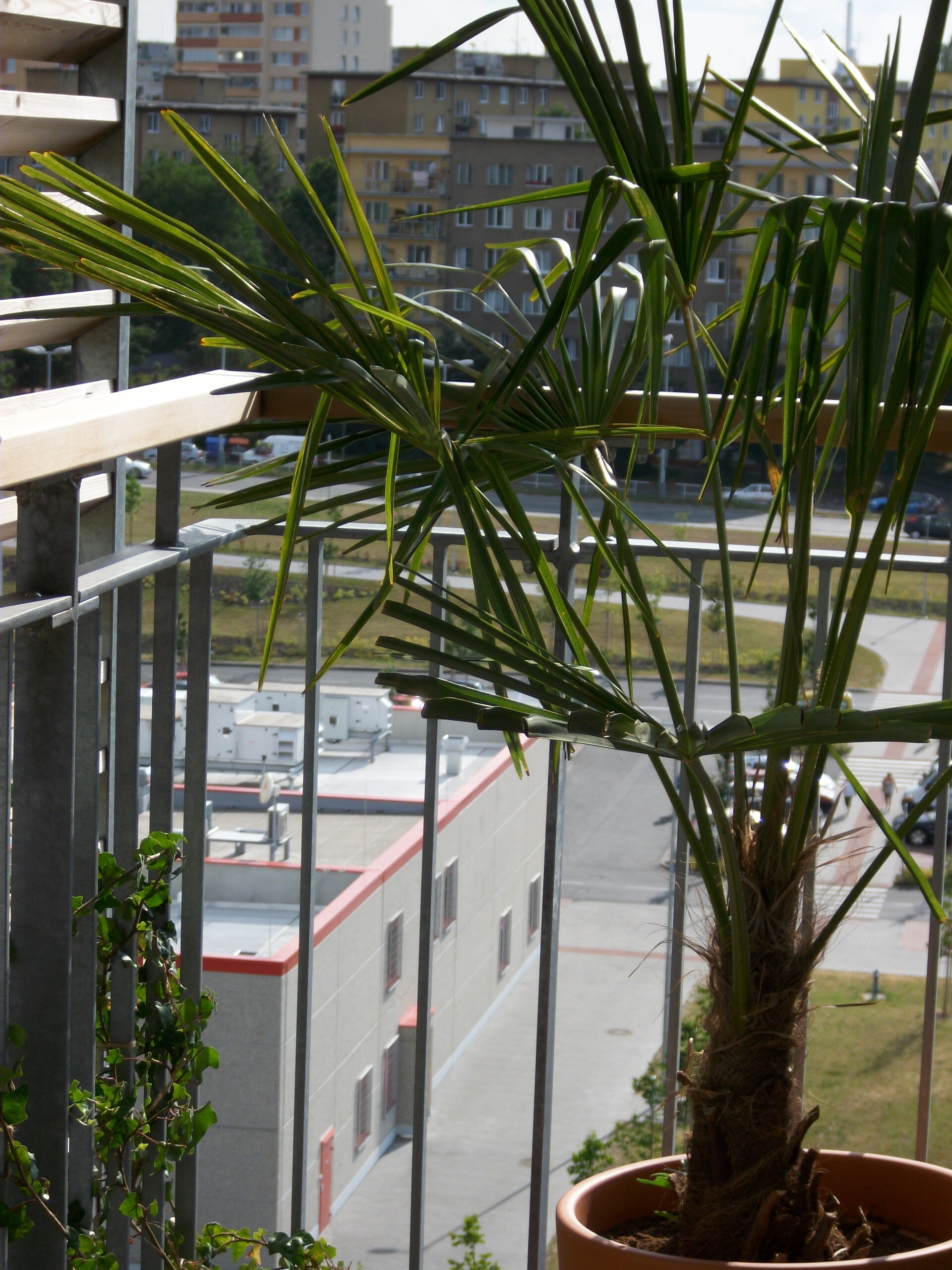 Emgeton Flexaret Mini