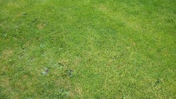 Emgeton Flexaret Mini