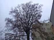 Evolveo StrongPhone G9