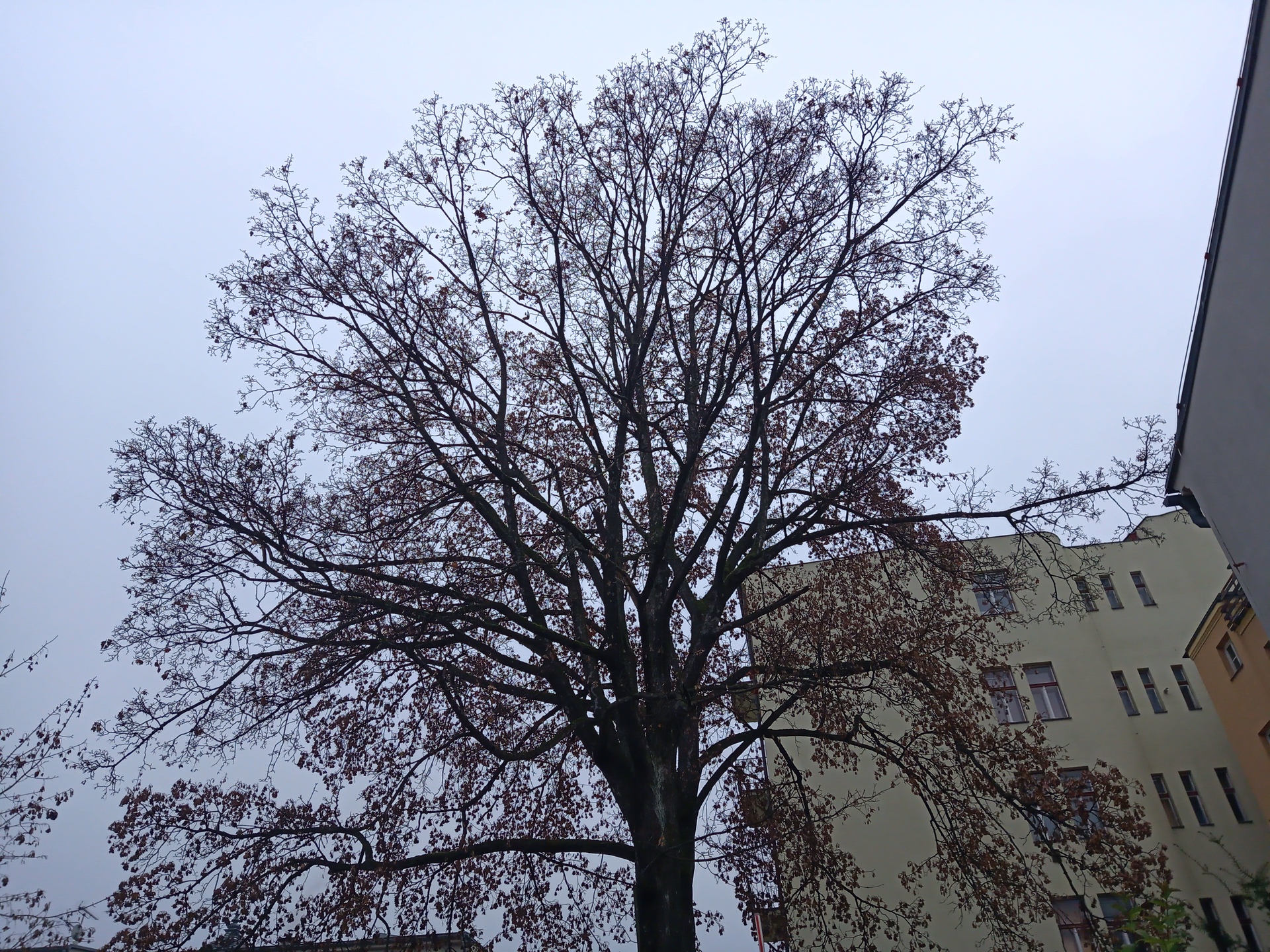 Evolveo StrongPhone G9