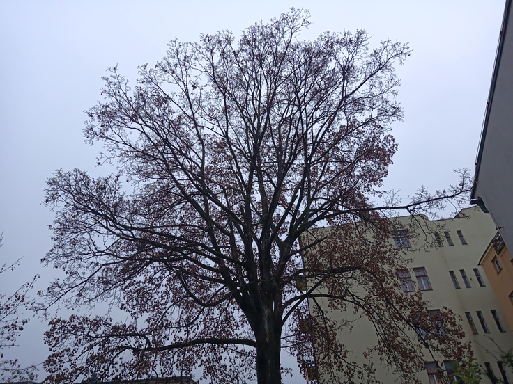 Evolveo StrongPhone G9