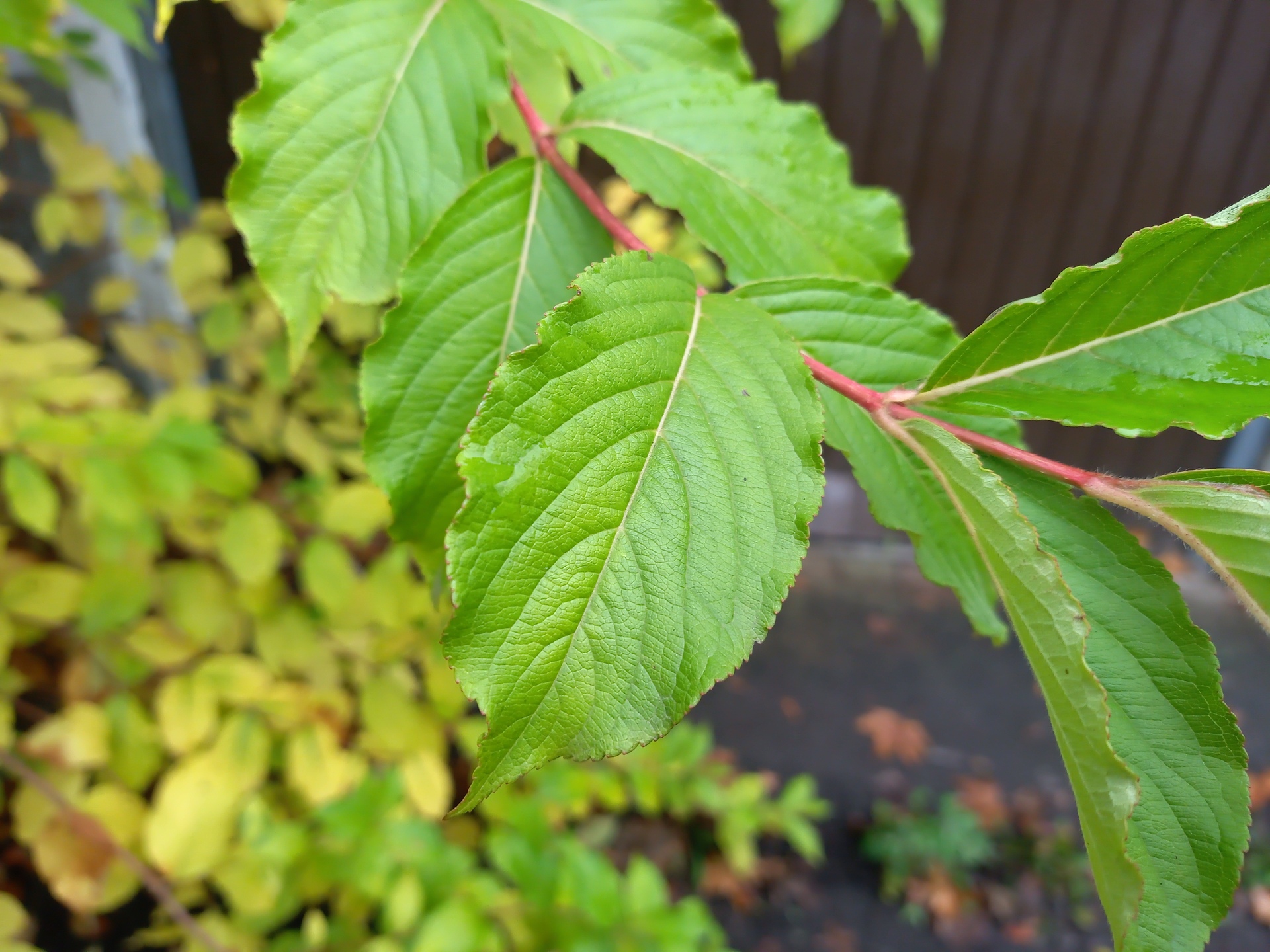 Evolveo StrongPhone G9