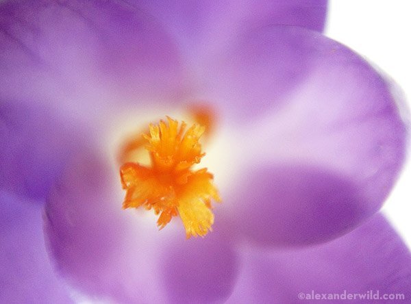 Fotka skrze kapku vody