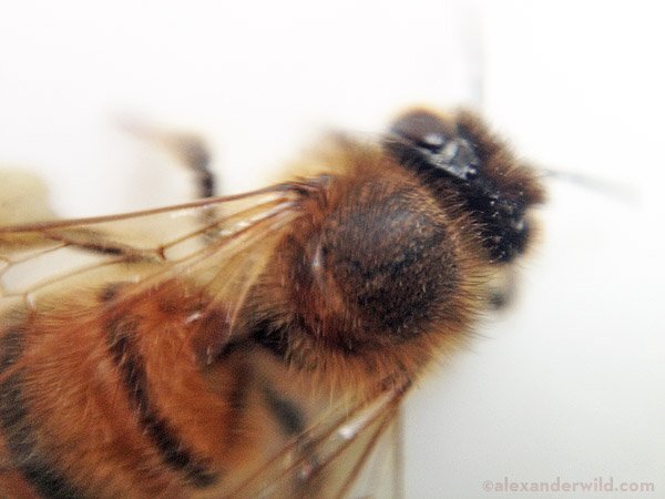 Fotka skrze kapku vody