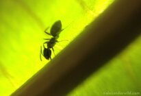 Fotka skrze kapku vody