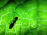 Fotka skrze kapku vody