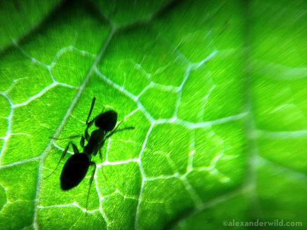 Fotka skrze kapku vody