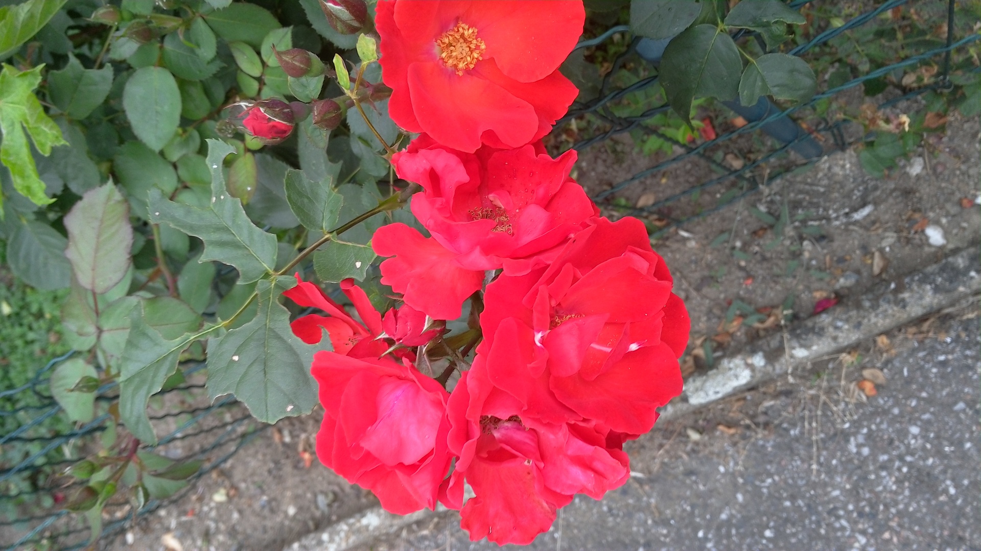 Foto- hlavní fotoaparát