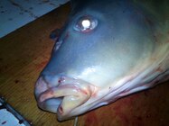 Fotografie ze u Sony Ericssonu Live With Walkman